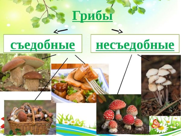 Грибы: съедобные и несъедобные