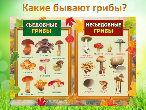 Съедобные и несъедобные грибы таблица