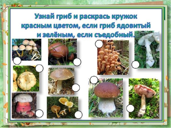 Определение съедобных и несъедобных грибов