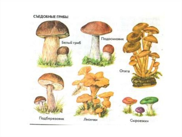Съедобные Шляпочные грибы