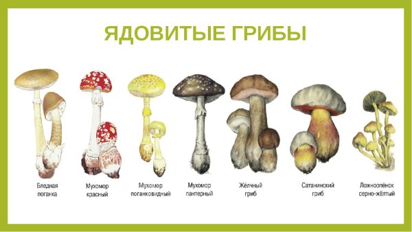 Таблица ядовитых грибов