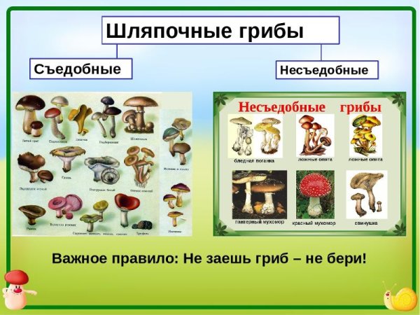 Таблица съедобных и несъедобных грибов