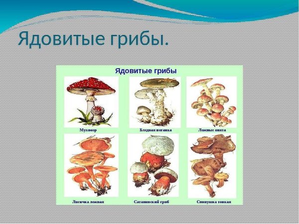 Лесные опасности ядовитые грибы