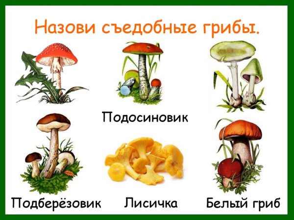 Съедобные и несъедобные грибы в картинках с названиями для детей