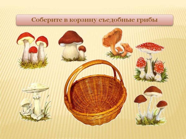 Игра съедобные не сбедобные грибы