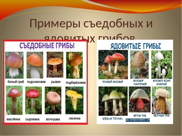 Съедобные и несъедобные грибы 2 класс окружающий мир