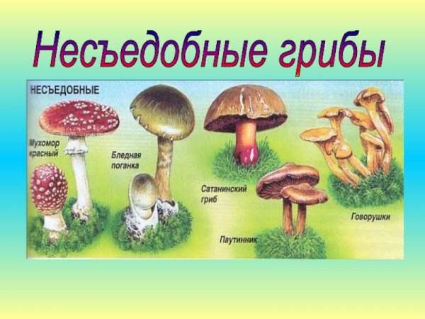 Несъедобные грибы