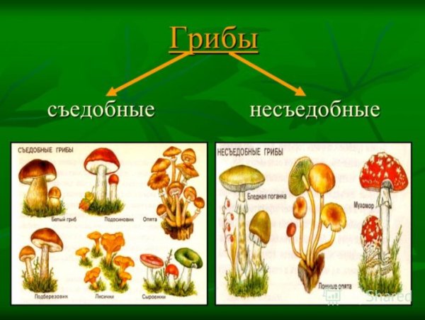 Съедобные грибы и несъедобные грибы названия 2 класс