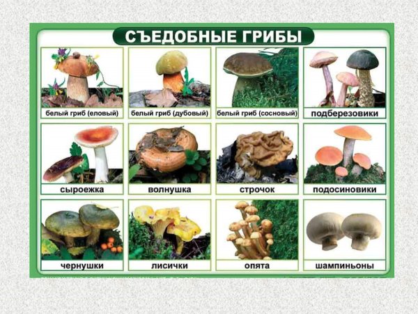 Съедобные грибы и несъедобные грибы названия