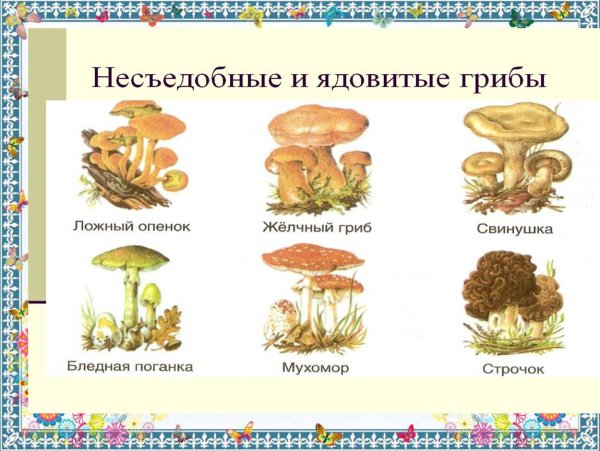 Рисунки детей съедобных грибов и несъедобных грибов с названиями