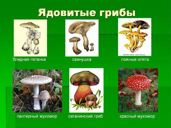 Мухомор бледная поганка ложные опята
