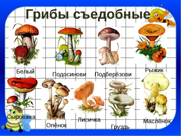 Рисунки грибов съедобных и несъедобных с названиями