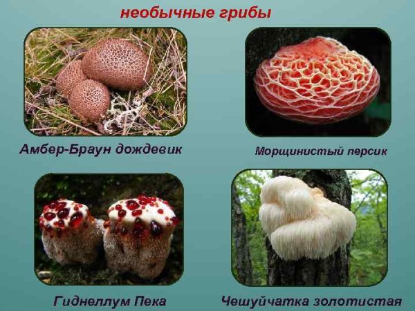Необычные грибы красной книги