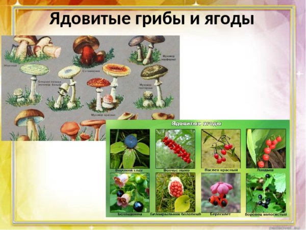 Лесные опасности ядовитые грибы