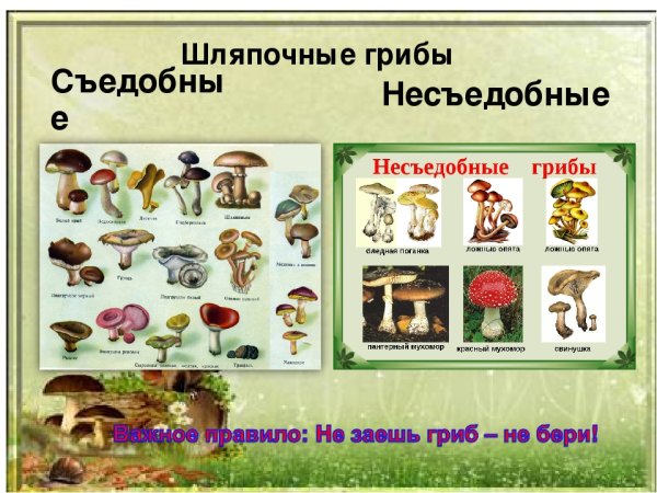 Съедобные грибы и несъедобные грибы таблица