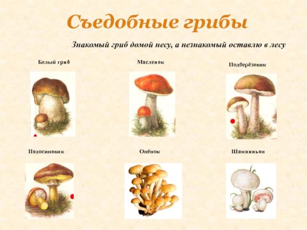 Схема съедобные и несъедобные грибы