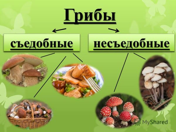 Съедобные и несъедобные грибы презентация
