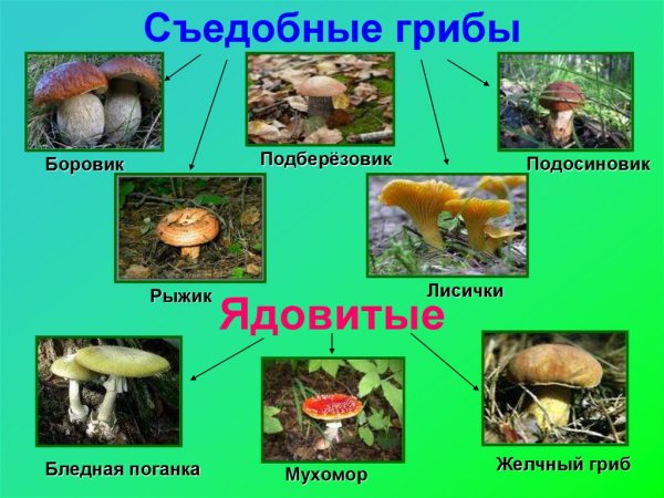 Съедобные грибы и несъедобные грибы 2 класс окружающий мир