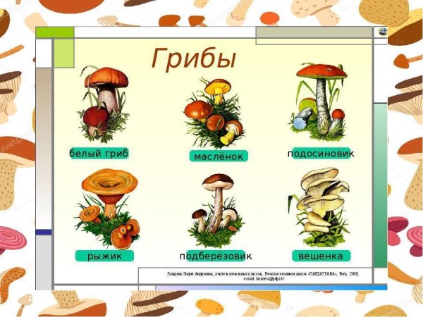 Рисунок съедобные и несъедобные грибы