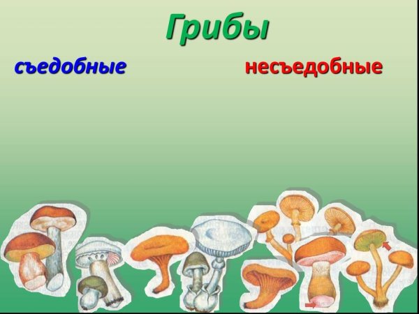 Грибы: съедобные и несъедобные