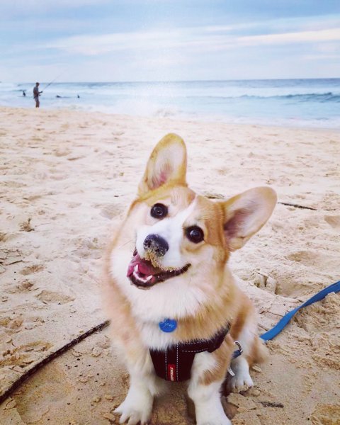 Вельш корги на море