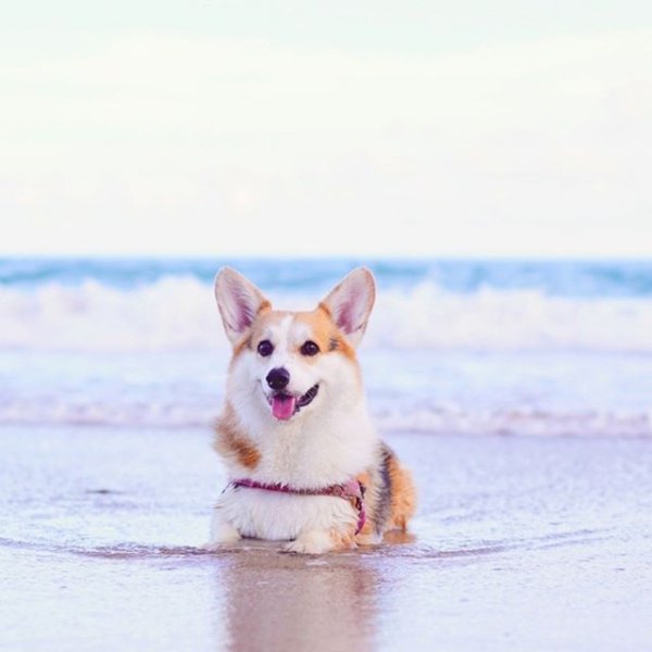 Вельш корги на море
