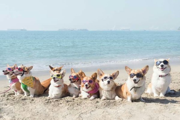 Корги на море