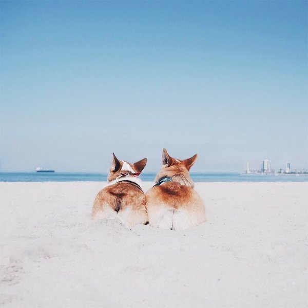 Корги на пляже