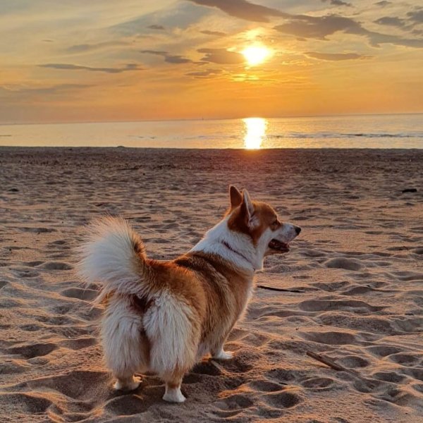 Корги на море