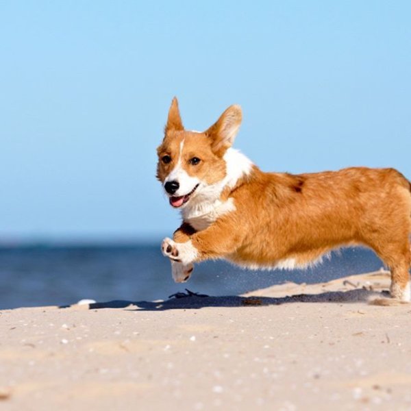 Корги щенок бегает