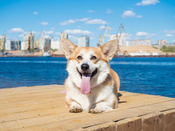 Корги Эстетика