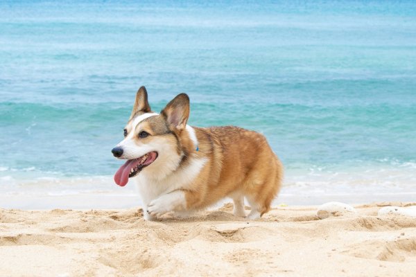 Корги Богарт