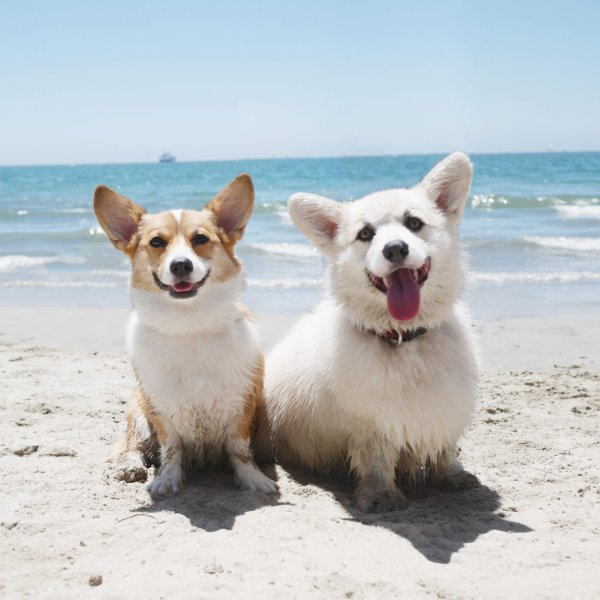 Корги на море
