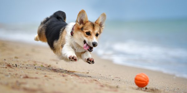 Вельш корги пемброк на море