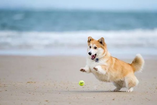 Вельш корги на море