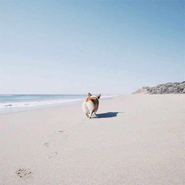 Корги на море