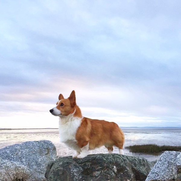 Вельш корги на море