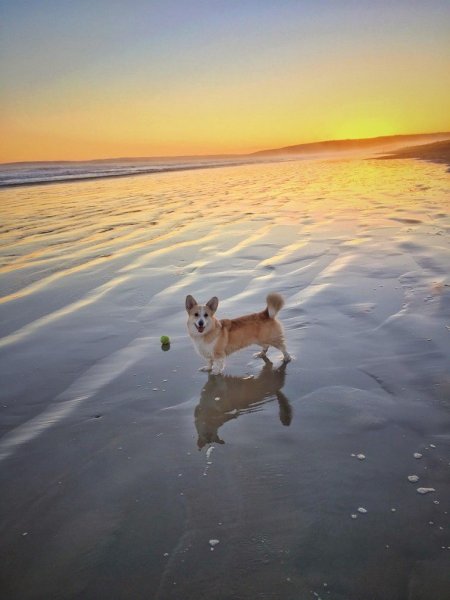 Корги на пляже