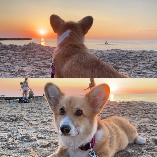 Вельш корги купается