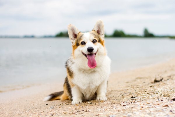 Вельш корги пемброк улыбается
