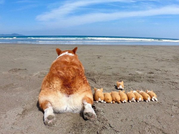 Корги на море