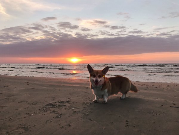 Корги Эстетика