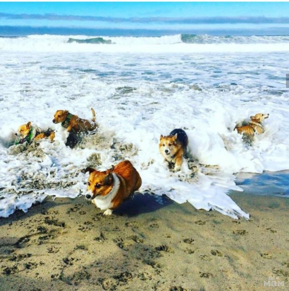 Вельш корги купается