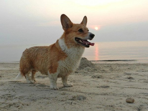 Корги путешествует