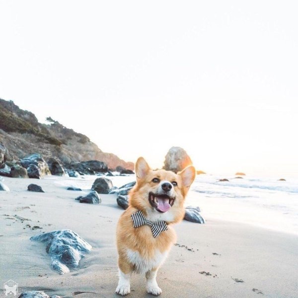 Корги путешествует