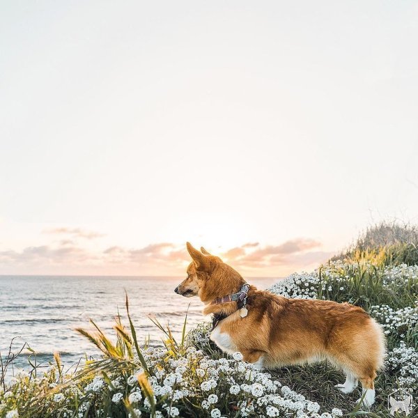 Корги Айриш Золотая гора