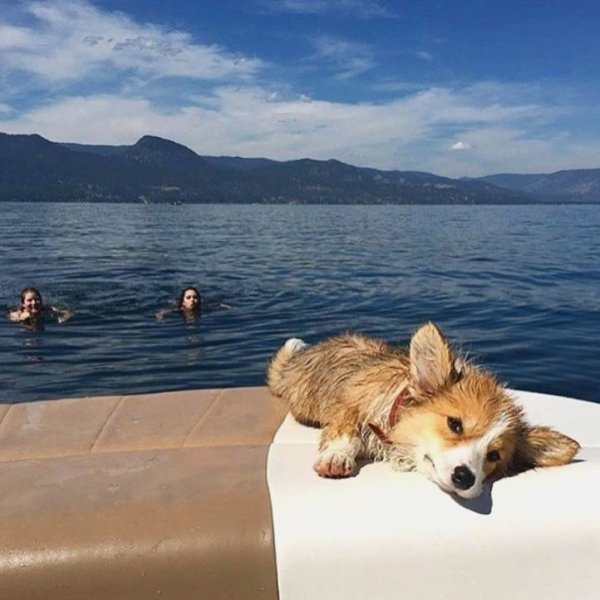 Корги путешествует