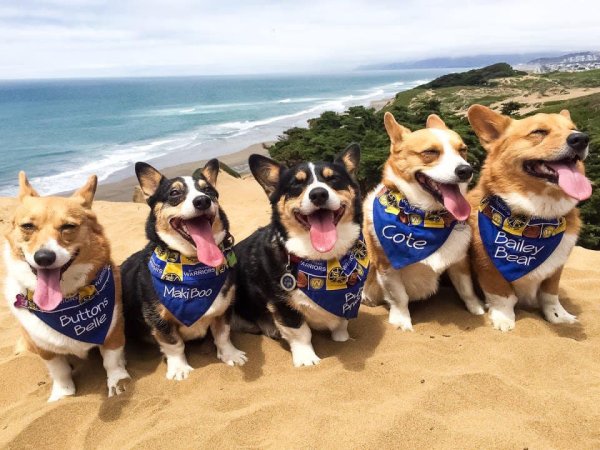 Корги спасатели