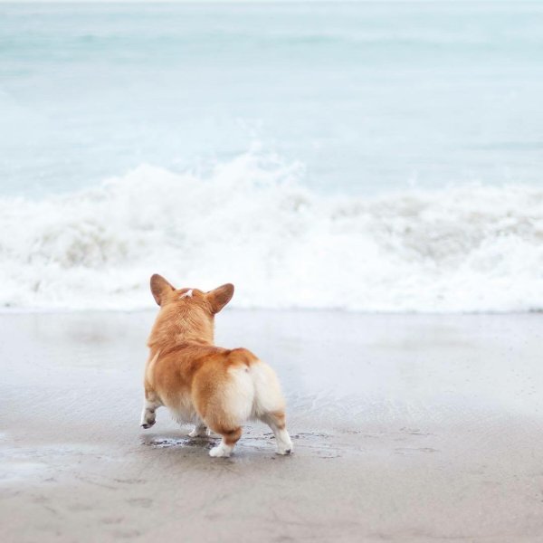 Вельш корги пемброк на море