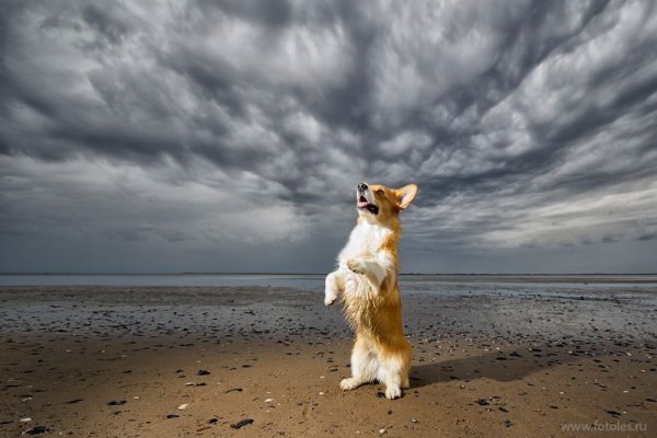 Корги летом на море